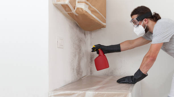 Professional Attic Mold Remediation technician working in Lake Lorraine, FL